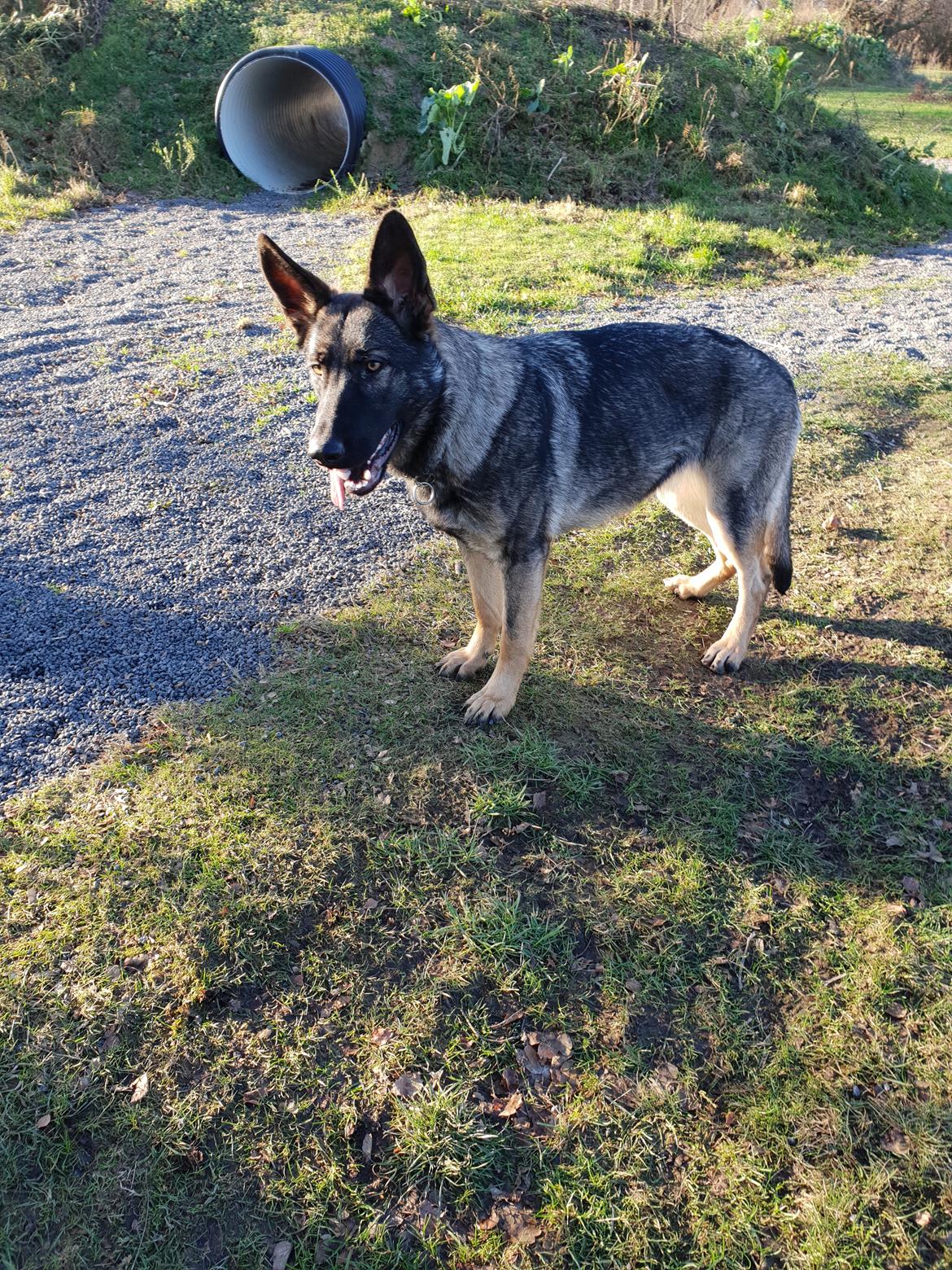 Schæferhund Esso (Haubroe Aud) billede 7