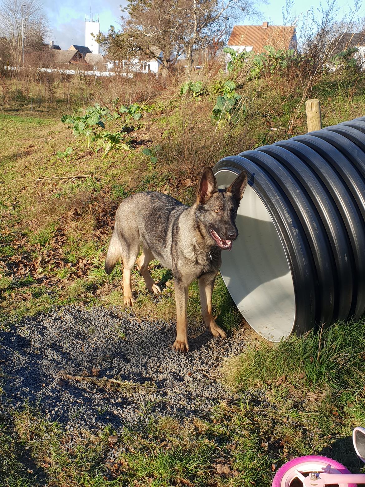 Schæferhund Esso (Haubroe Aud) billede 8