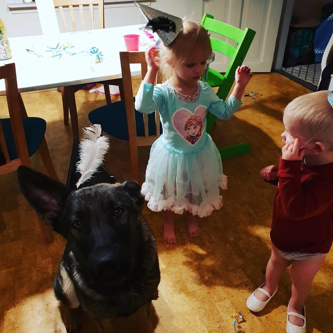 Schæferhund Esso (Haubroe Aud) billede 9