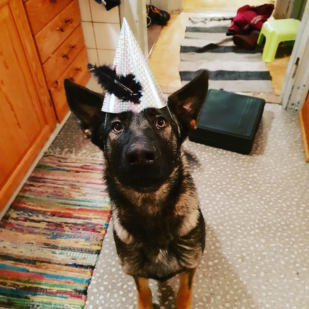 Schæferhund Esso (Haubroe Aud) billede 10