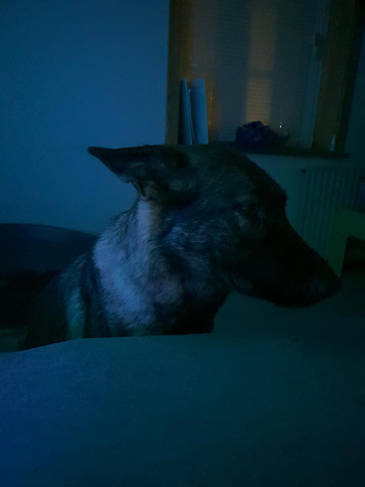 Schæferhund Esso (Haubroe Aud) billede 11