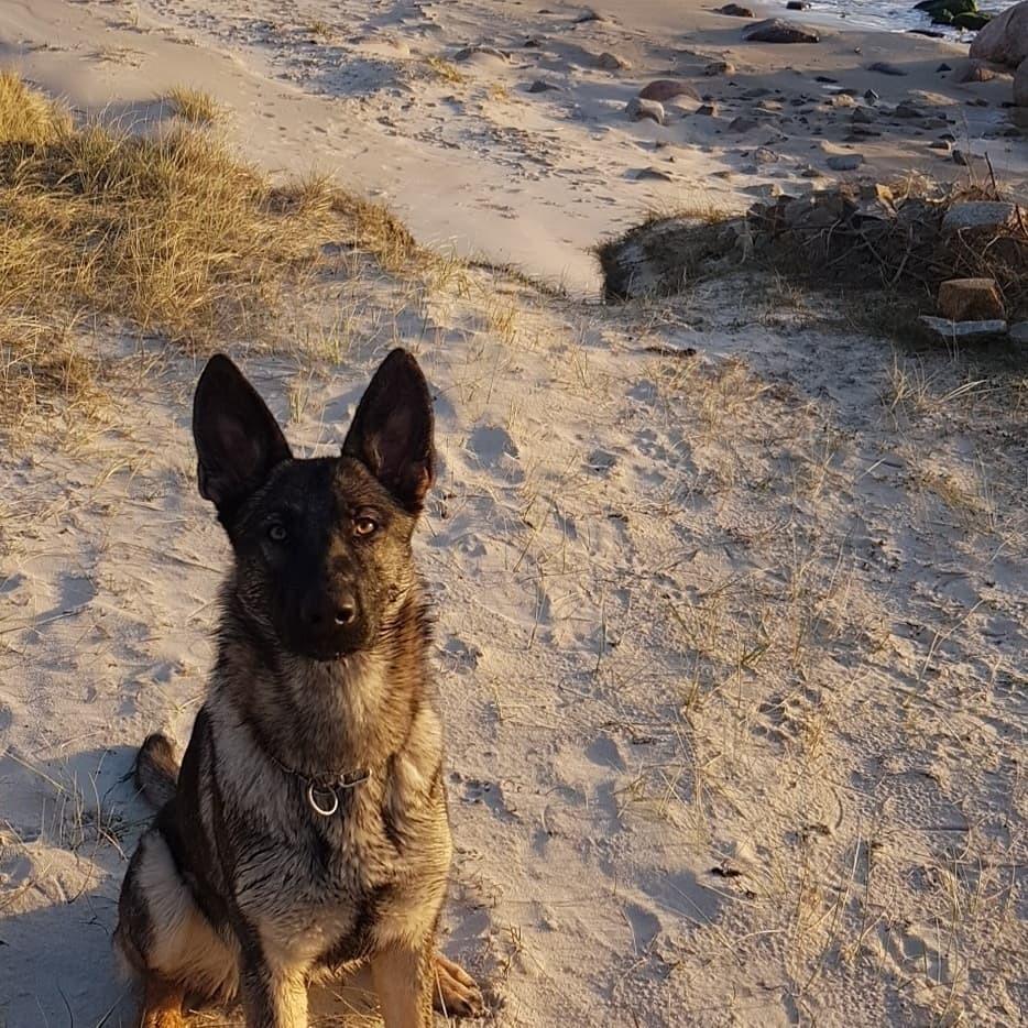 Schæferhund Esso (Haubroe Aud) billede 13