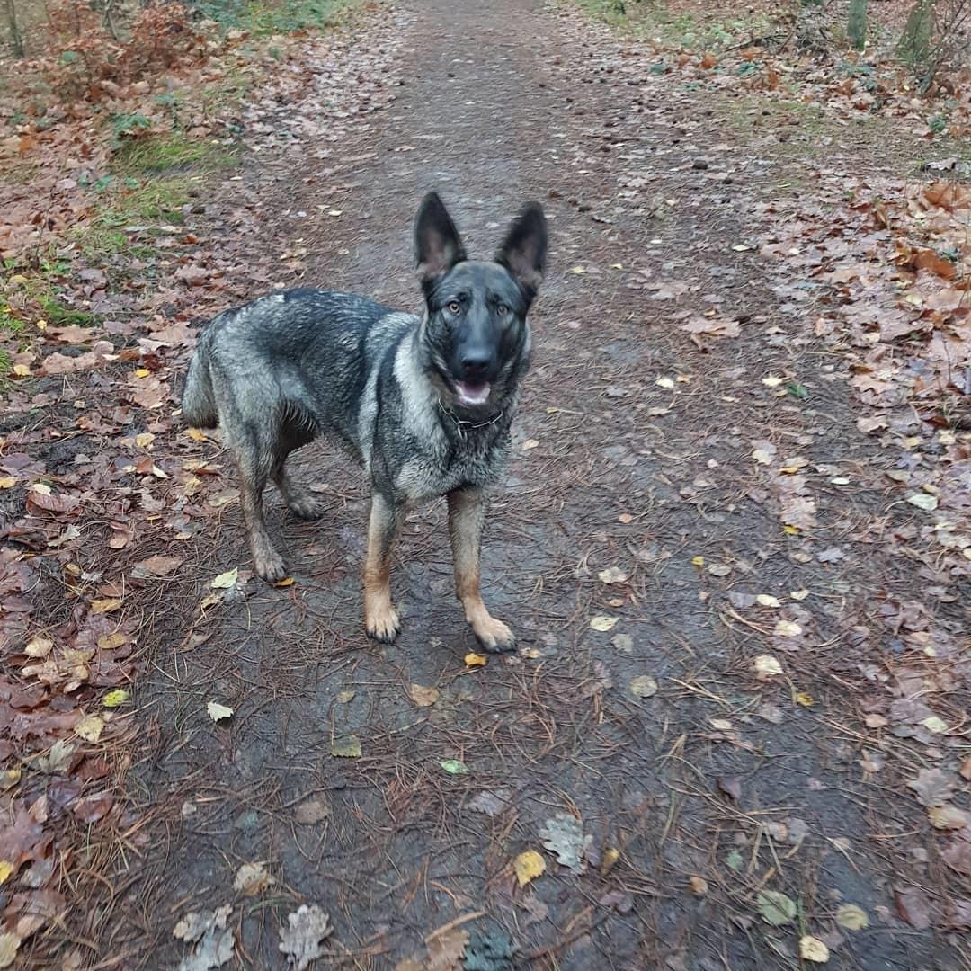 Schæferhund Esso (Haubroe Aud) billede 14