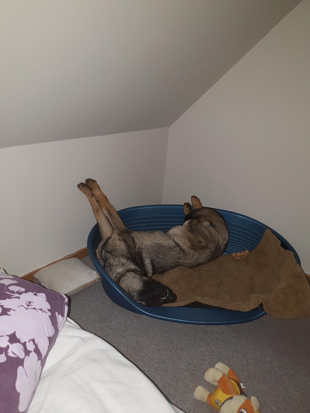 Schæferhund Esso (Haubroe Aud) billede 12