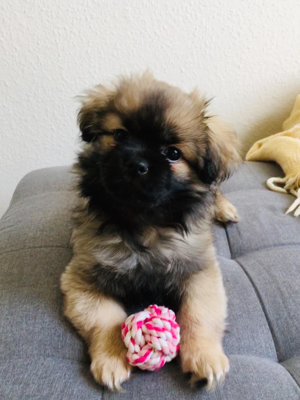 Tibetansk spaniel Dharma - 12 uger. billede 4