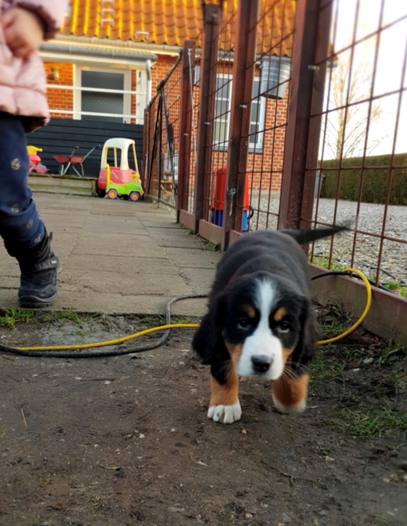 Berner sennenhund Toffie billede 10