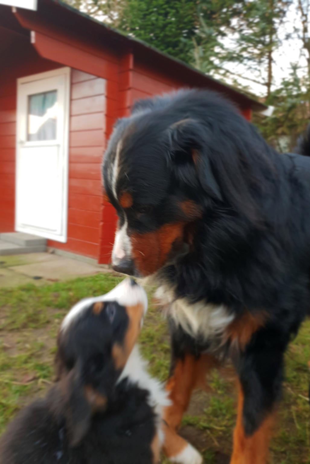 Berner sennenhund Toffie - Han synes jeg var lidt mærkelig, men han var meget forsigtig mod mig billede 8