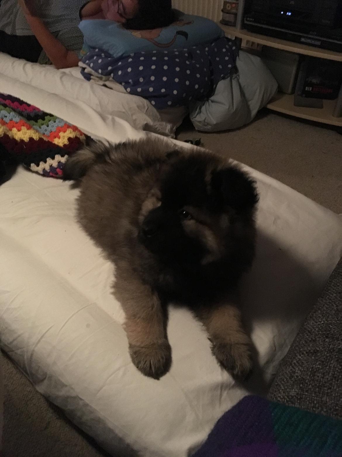 Eurasier Misha (Arachuns Kurojaki) billede 8