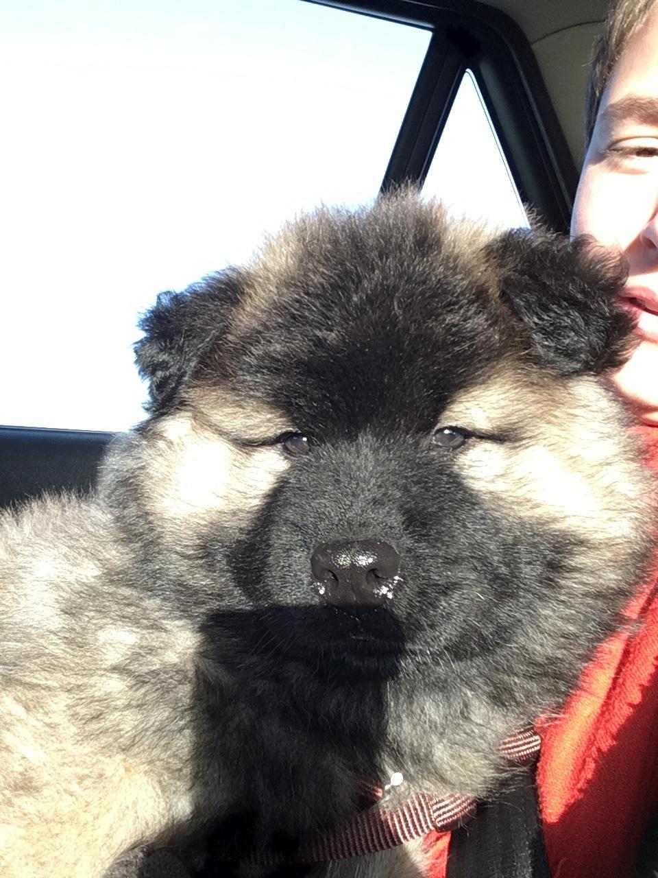 Eurasier Misha (Arachuns Kurojaki) billede 15