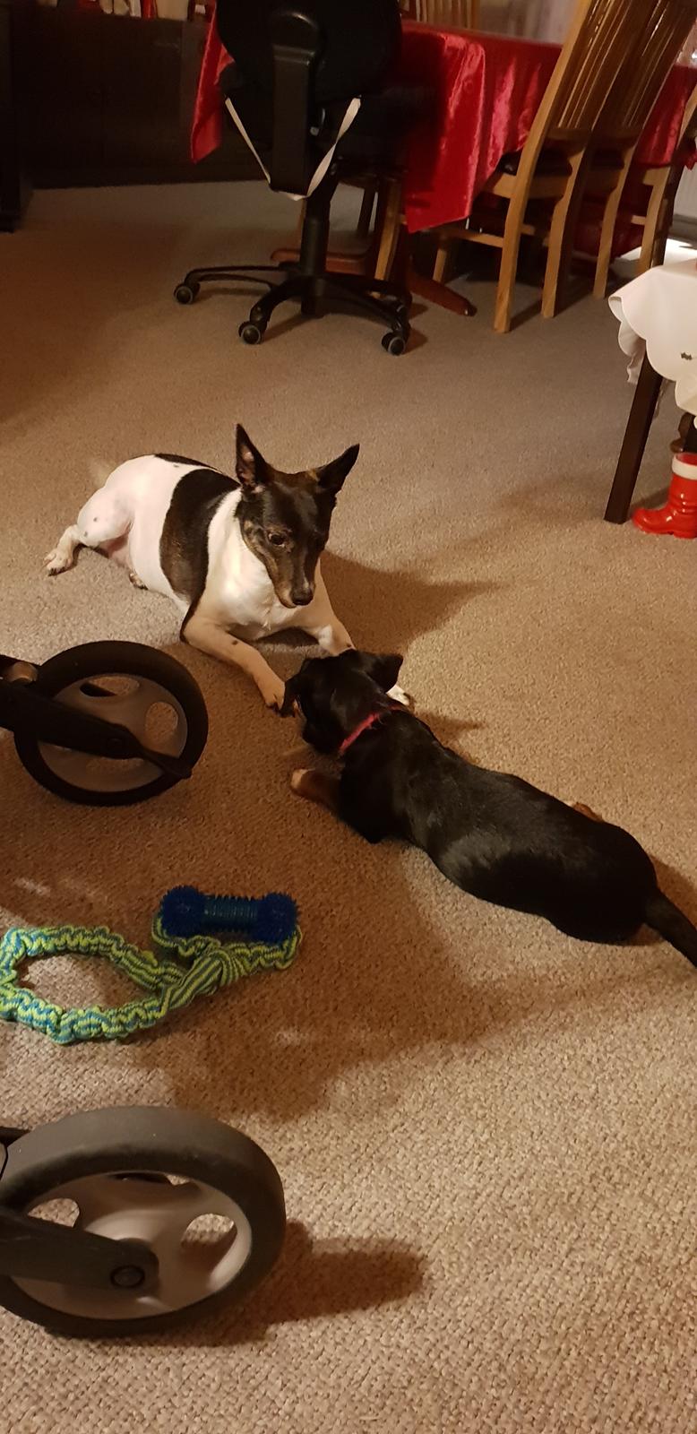 Blanding af racer Suki billede 13