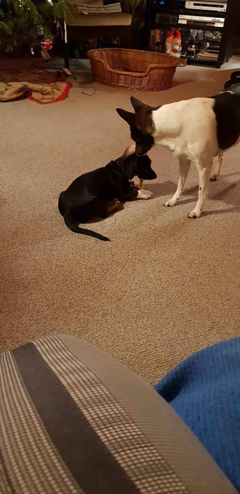 Blanding af racer Suki billede 14