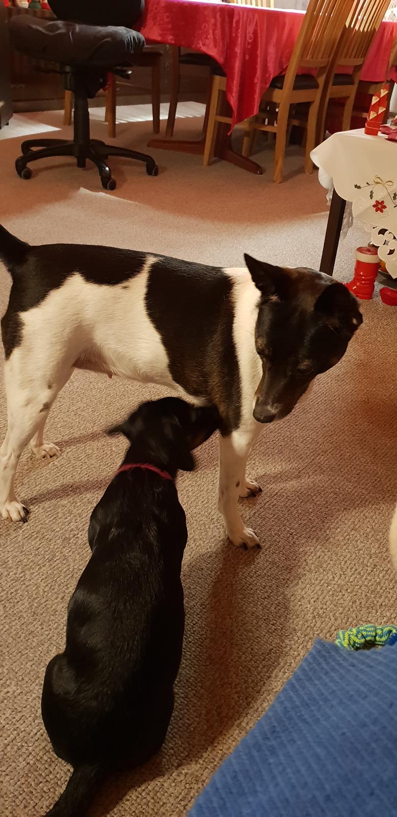 Blanding af racer Suki billede 15