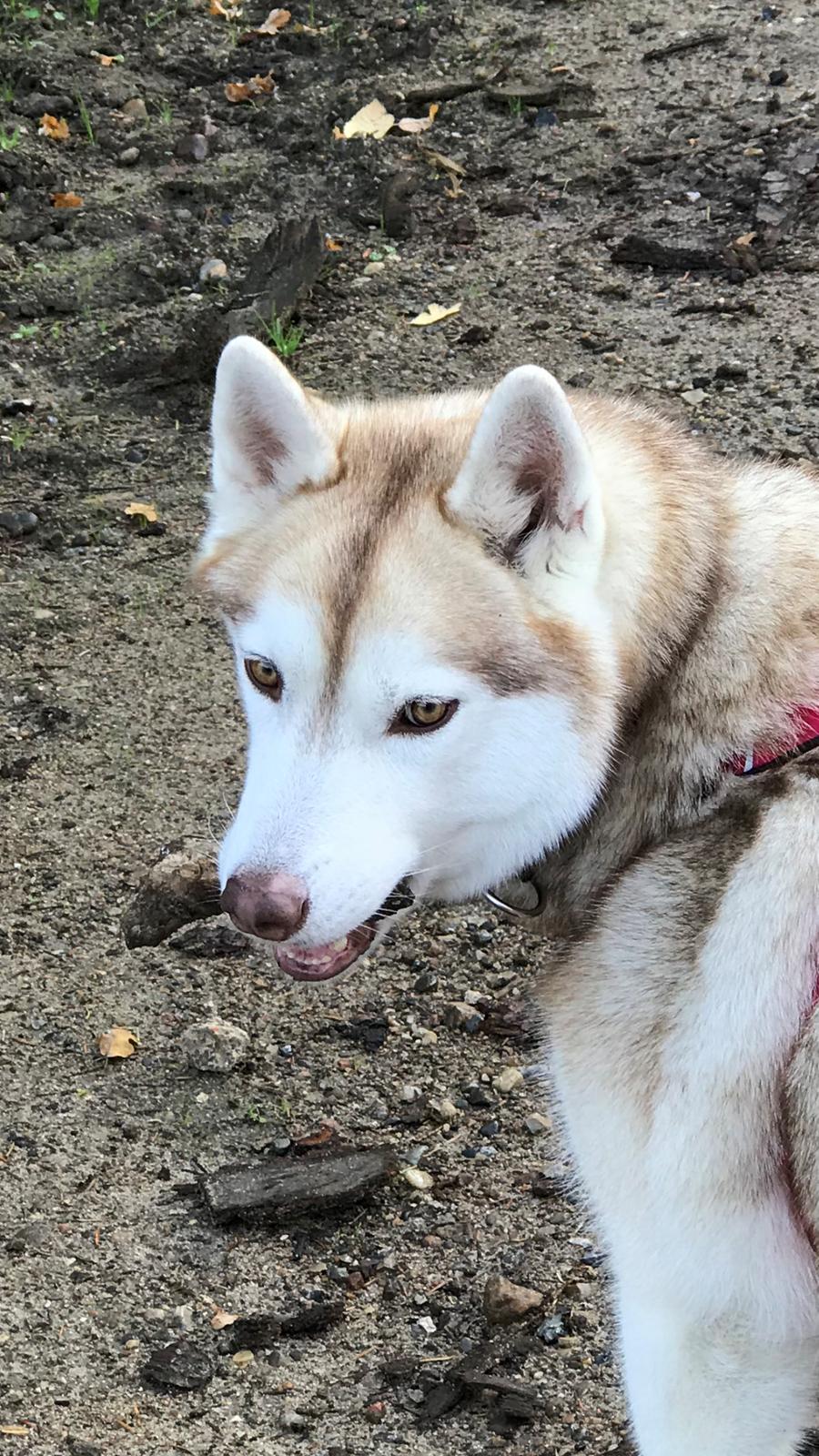 Siberian husky Mesmocan Princess Kasa billede 6