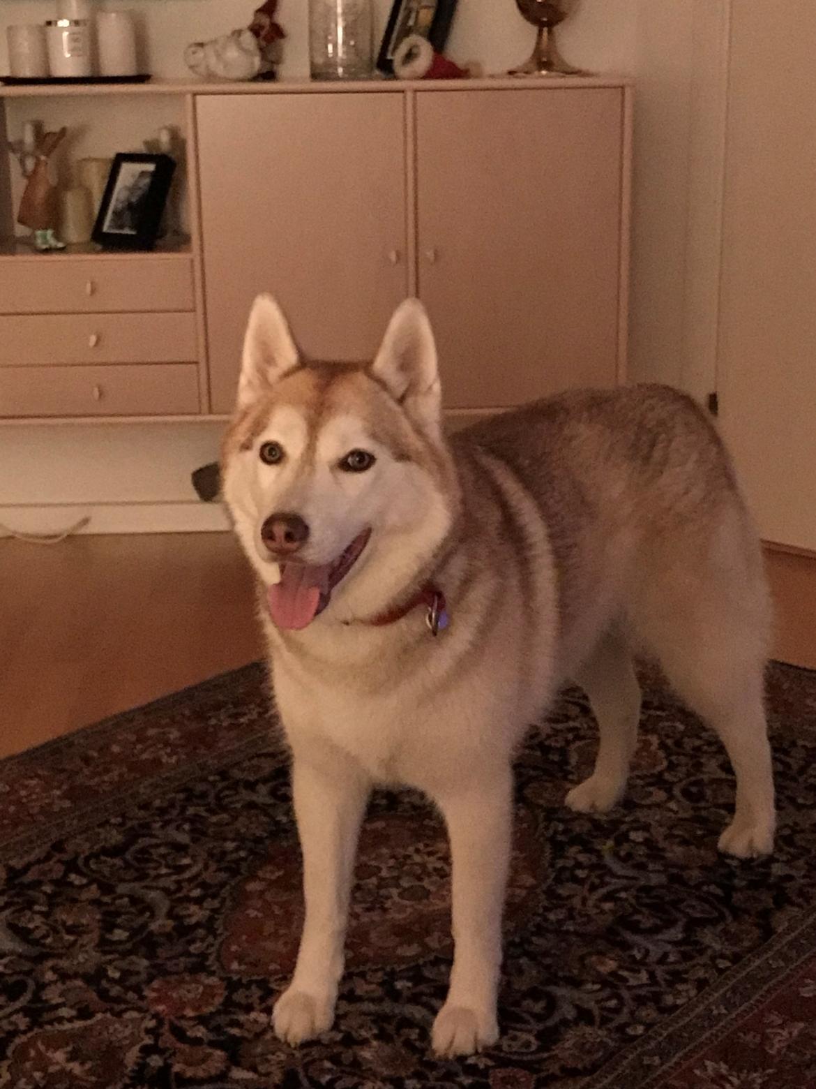 Siberian husky Mesmocan Princess Kasa billede 8