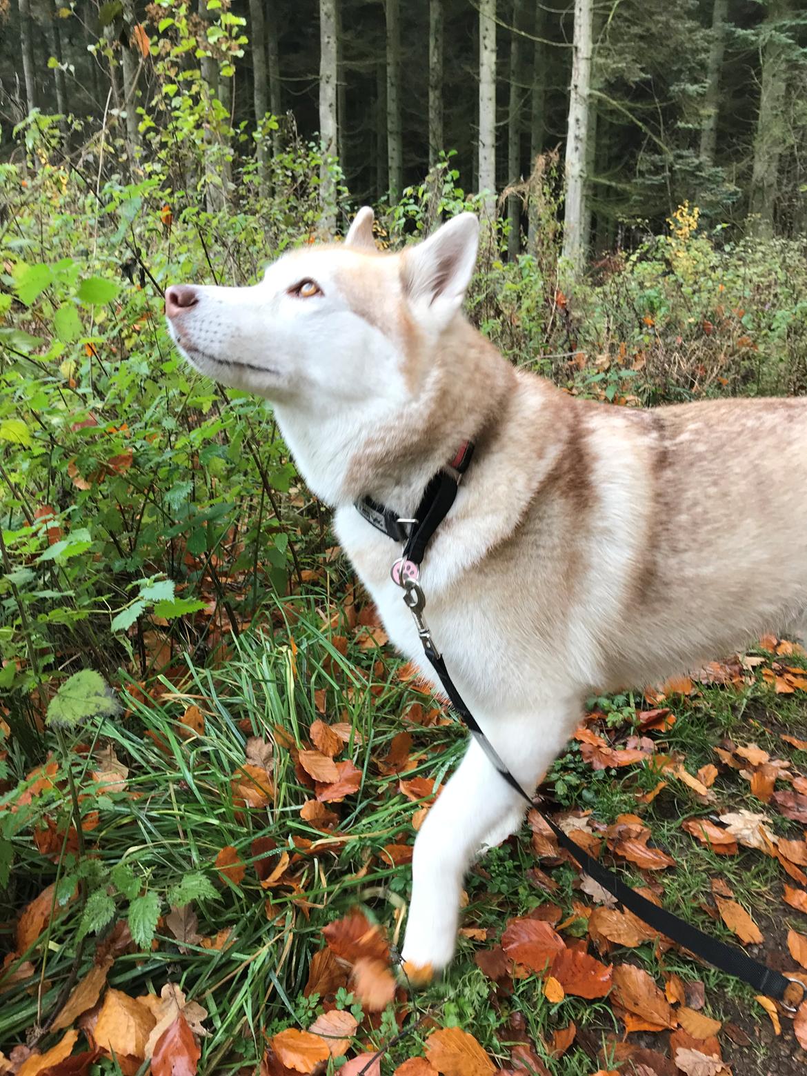 Siberian husky Mesmocan Princess Kasa billede 7