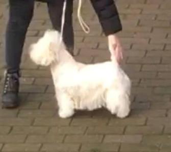 West highland white terrier la gry,s liv billede 1