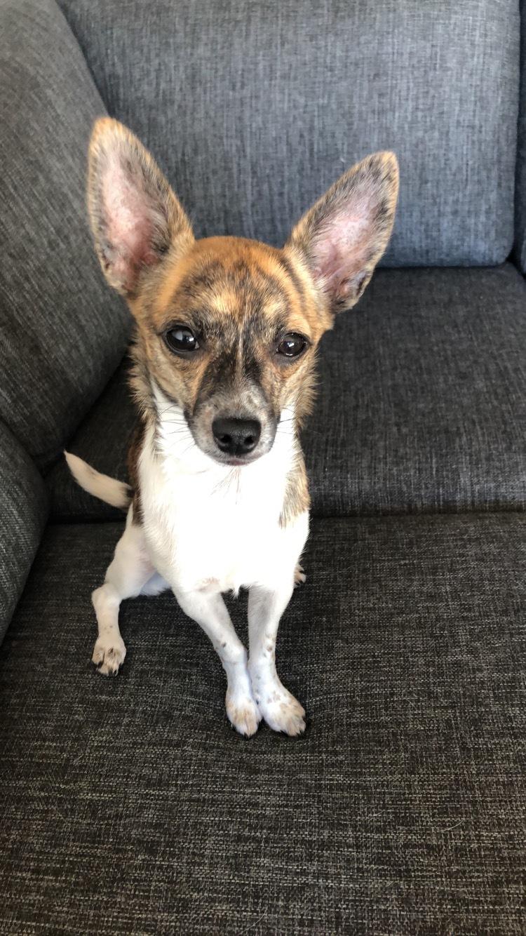 Chihuahua Ziva billede 16