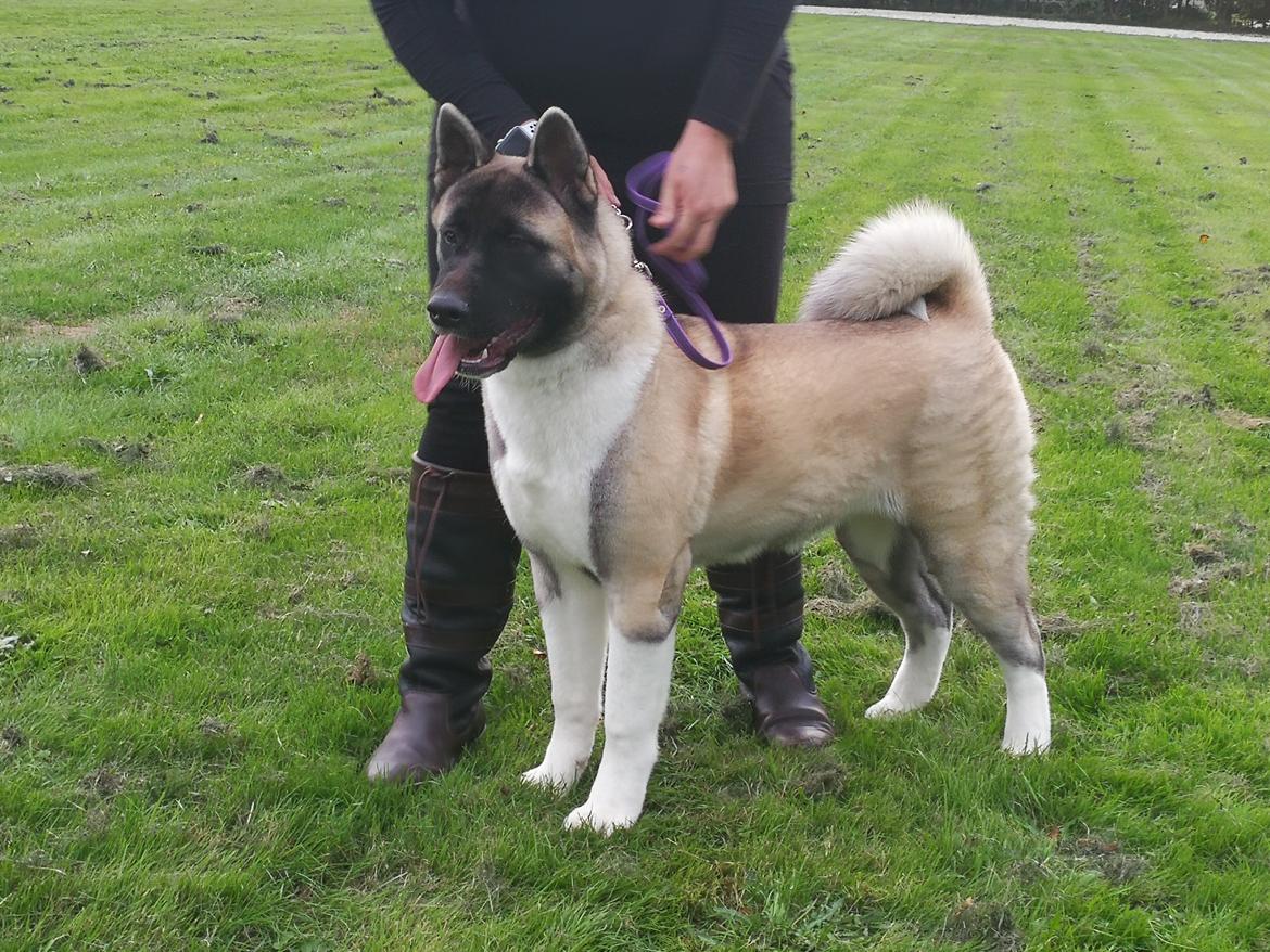 American Akita Cebali wild Louisiana aka Fuji billede 1