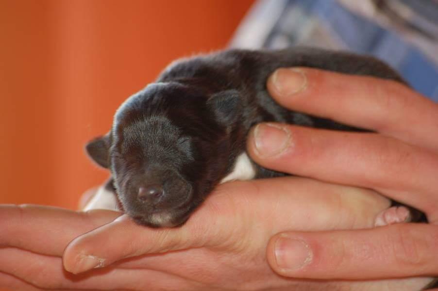 Shetland sheepdog Joey - Blot 3 dage gammel. (Billedet er fra opdrætteren i Tyskland). billede 2