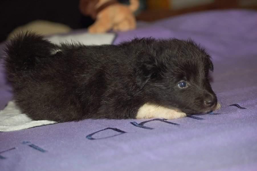 Shetland sheepdog Joey - 1 måned gammel. (Billedet er fra opdrætteren i Tyskland). billede 3