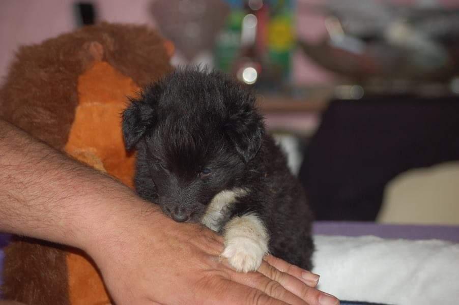 Shetland sheepdog Joey - 1 måned gammel. (Billedet er fra opdrætteren i Tyskland). billede 4