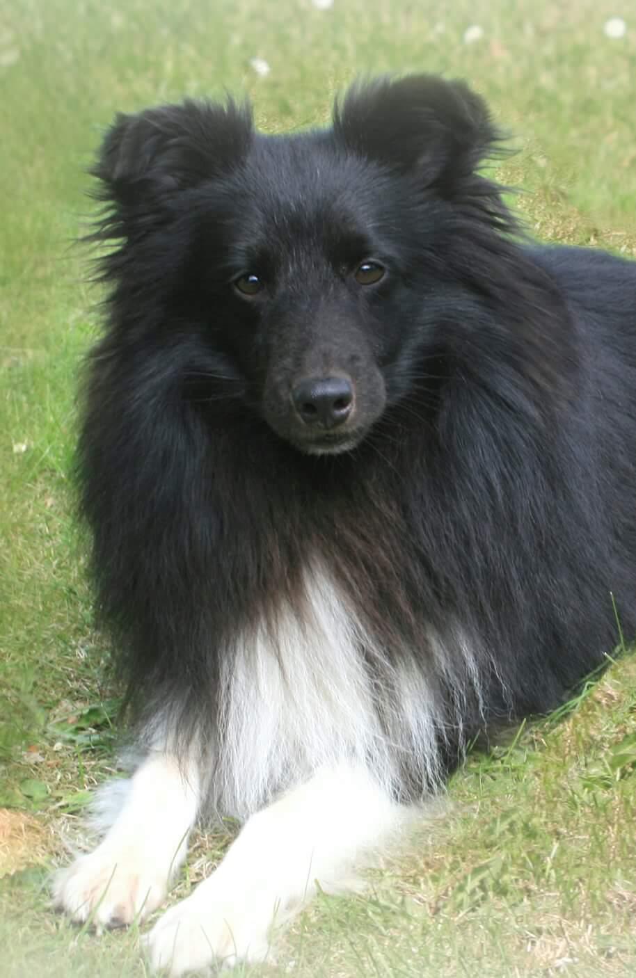 Shetland sheepdog Joey billede 1