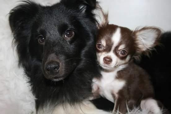 Shetland sheepdog Joey - Joey faldt hurtigt til i sit nye hjem. Her med chihuahua-hvalpen Morgan. billede 7