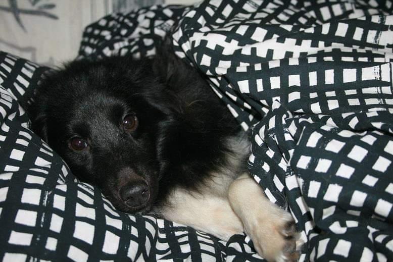 Shetland sheepdog Joey - Samme aften, han blev indfanget. Han nyder omsorgen.  billede 6