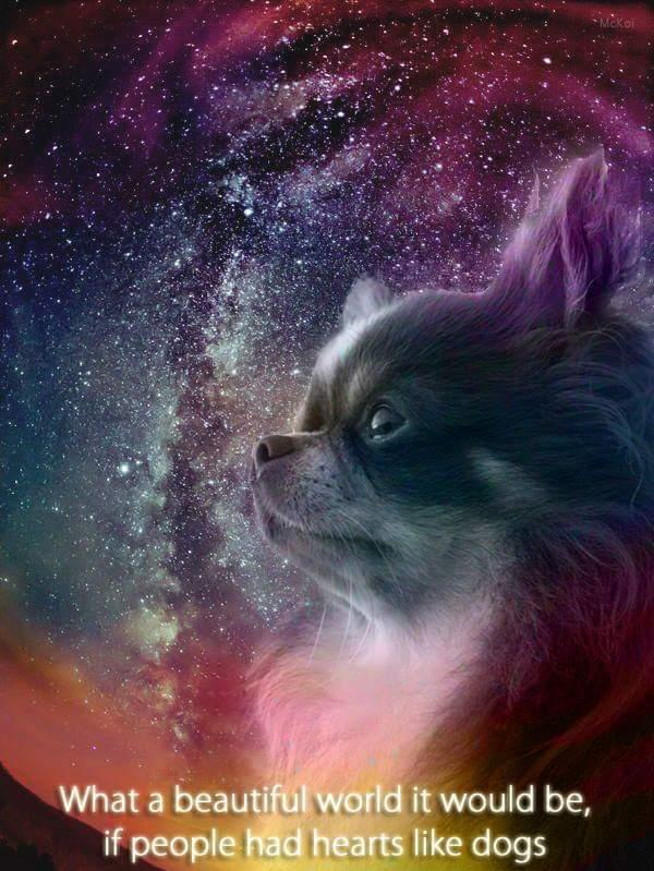 Chihuahua Lille-Joey billede 1