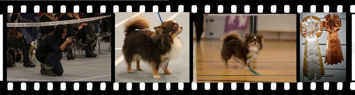 Chihuahua Lille-Joey - Udstilling i Holsted d. 4/12-16
(Billeder af Joey og jeg: Martin Kaae Hansen, Dennis Juhl Jensen) 📷 billede 3