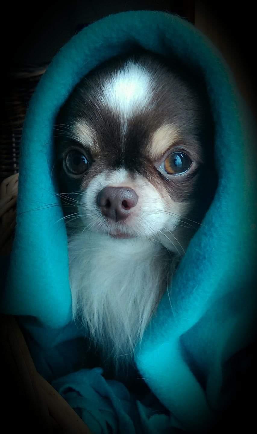 Chihuahua Lille-Joey - E.T. phone home! 😂 billede 4