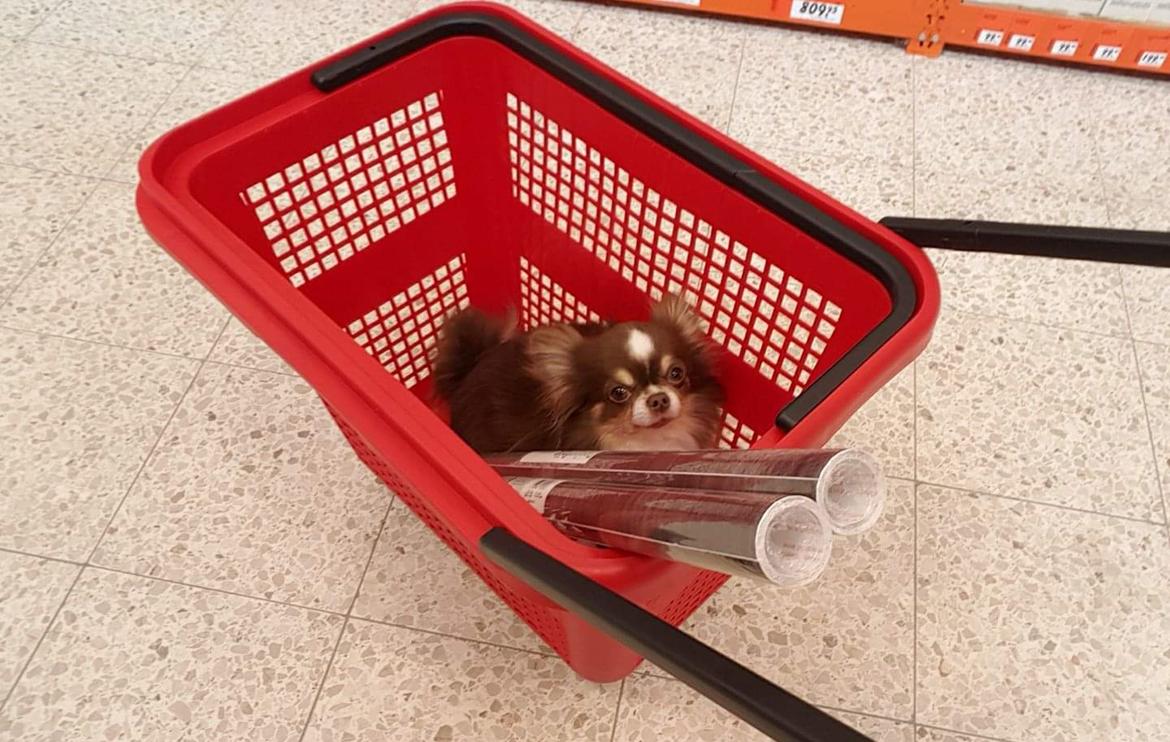 Chihuahua Lille-Joey - Joey i Bauhaus. billede 5