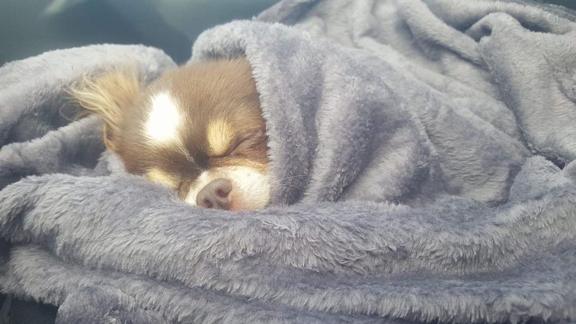 Chihuahua Lille-Joey - Det bedste Joey ved, er at være med på køretur! 🙈😂💚 billede 7