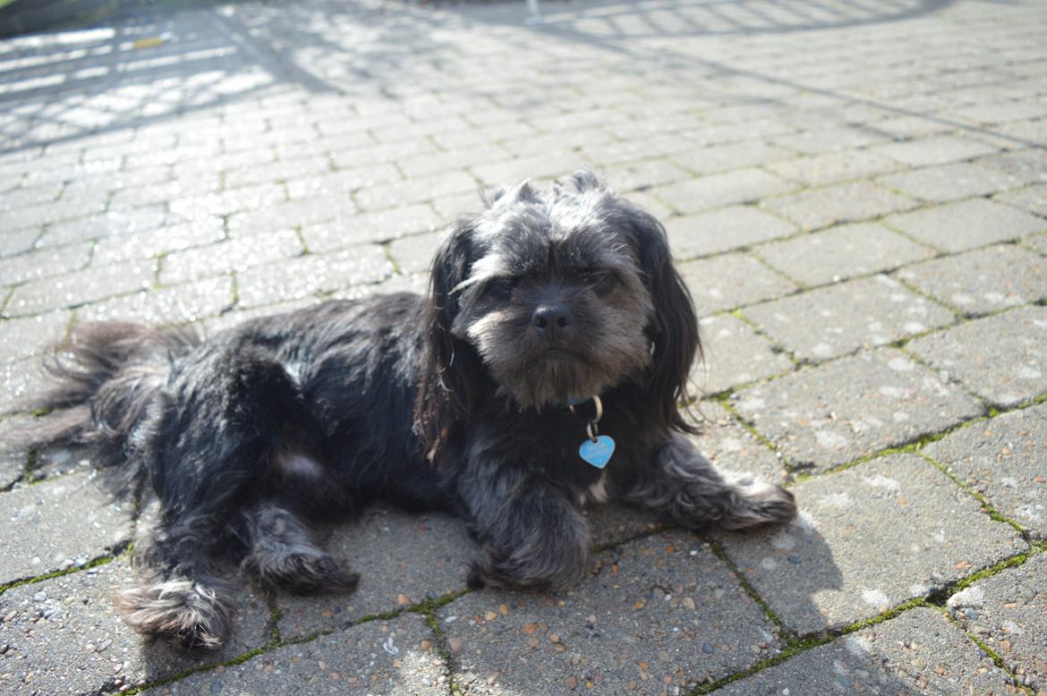 Blanding af racer Falcon billede 19