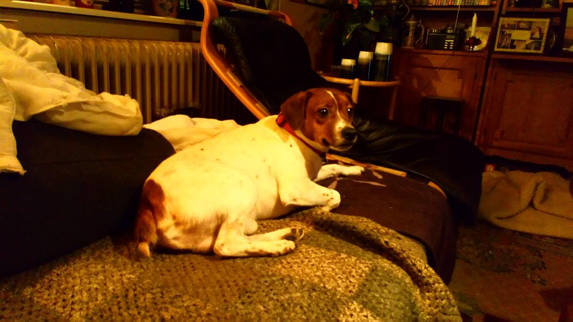 Glathåret foxterrier Jack - December 2018 billede 19