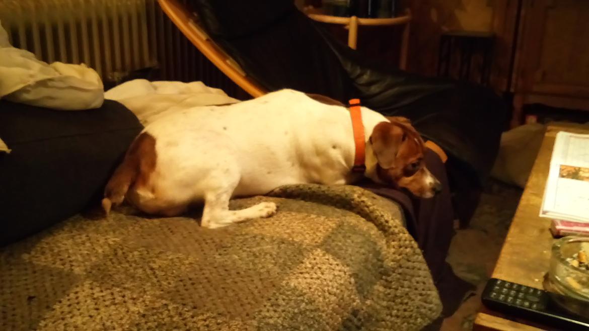 Glathåret foxterrier Jack - December 2018 billede 21