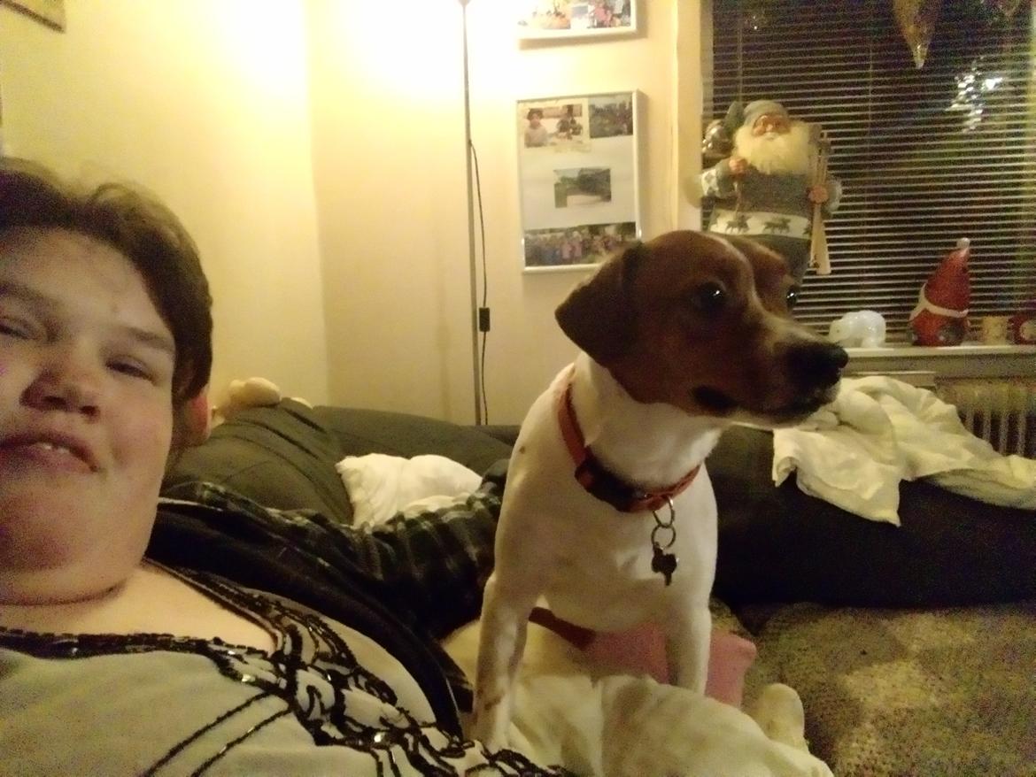 Glathåret foxterrier Jack - December 2018 billede 20