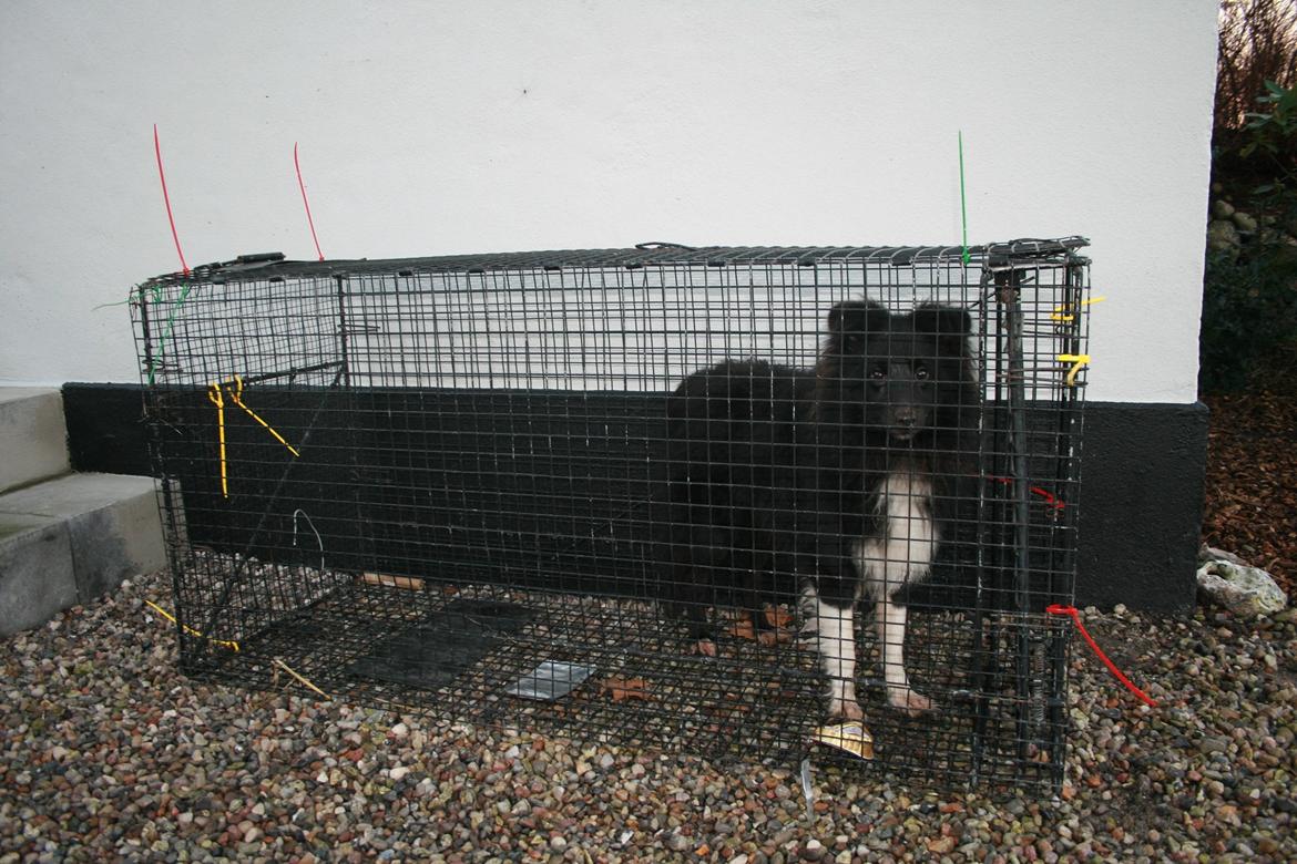 Shetland sheepdog Joey - Dagen hvor Joey blev indfanget, efter at have været bortløbet 6,5 dage. billede 5