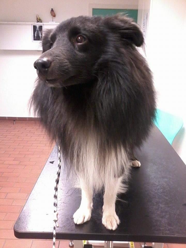 Shetland sheepdog Joey - Joey til øjenlysning. billede 10