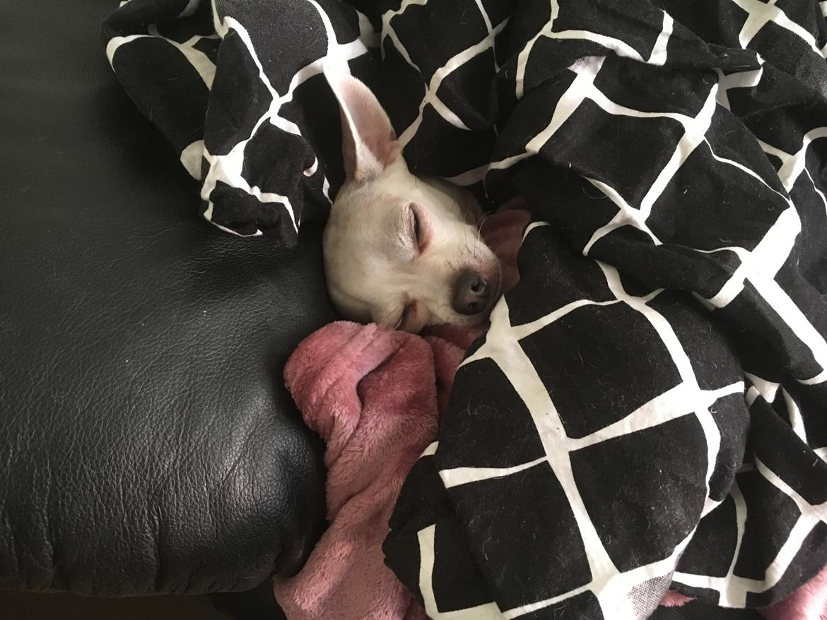 Chihuahua Sebbe billede 5