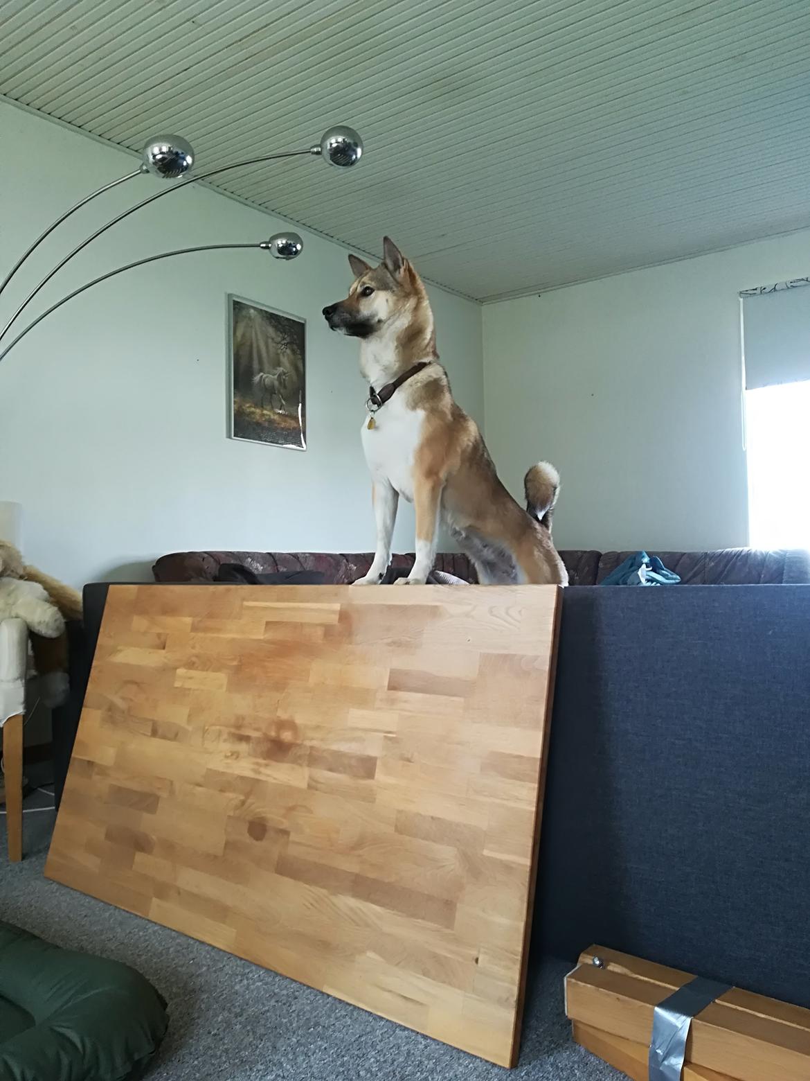 Kishu Hakuzan Ryousou Miyako billede 17