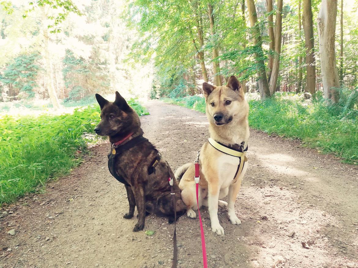 Kishu Hakuzan Ryousou Miyako billede 19