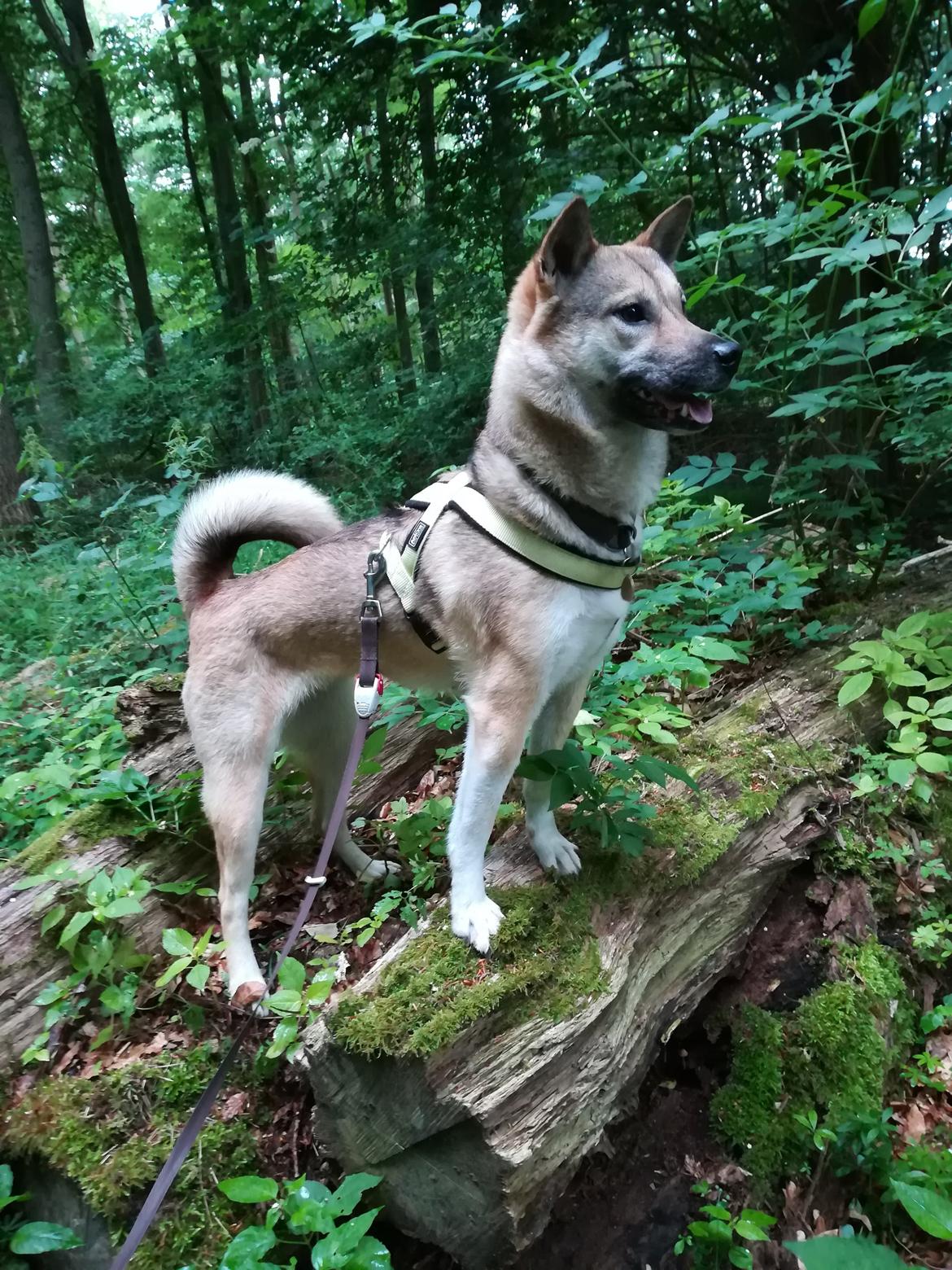 Kishu Hakuzan Ryousou Miyako billede 20