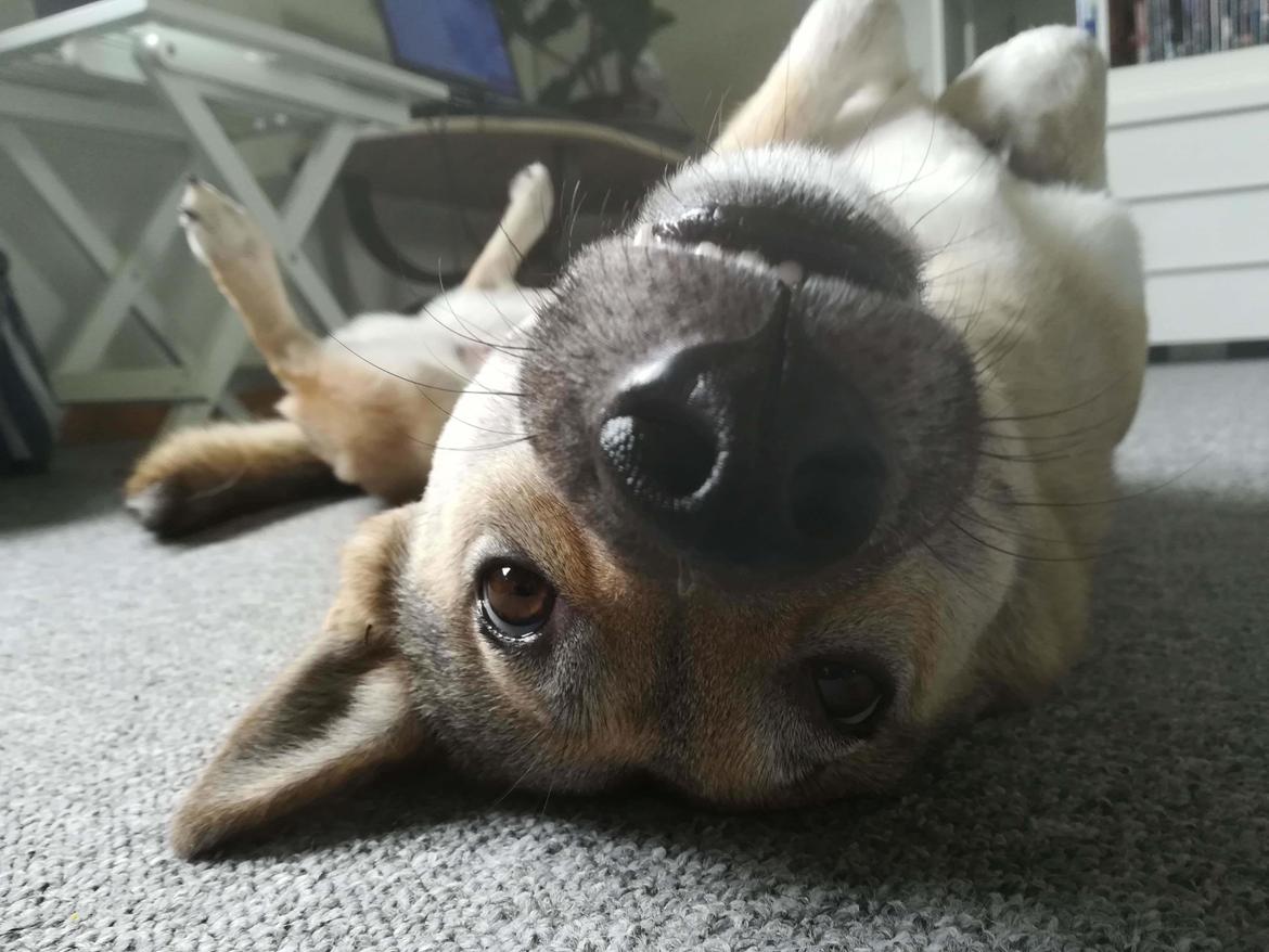 Kishu Hakuzan Ryousou Miyako billede 21