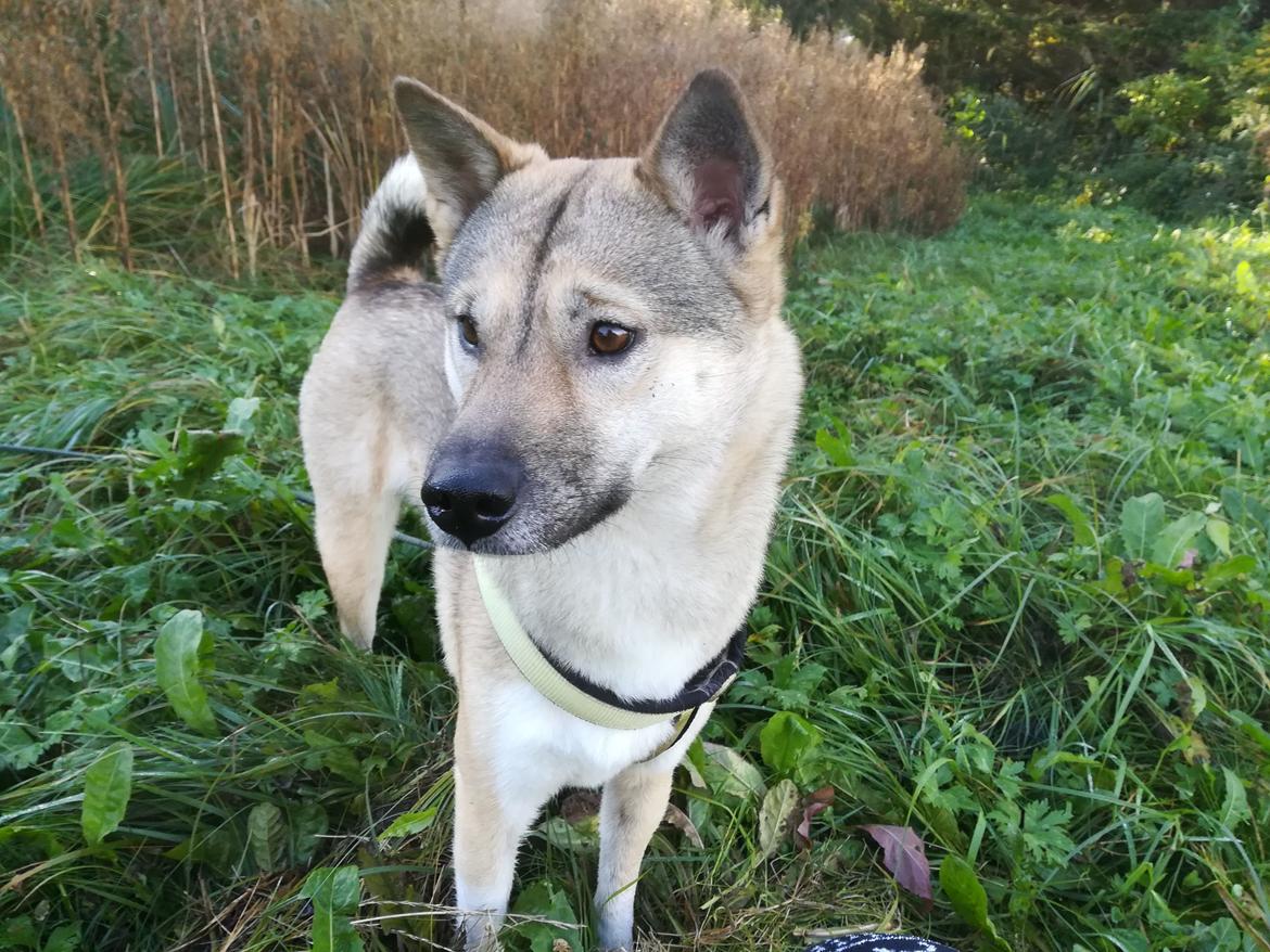 Kishu Hakuzan Ryousou Miyako billede 22