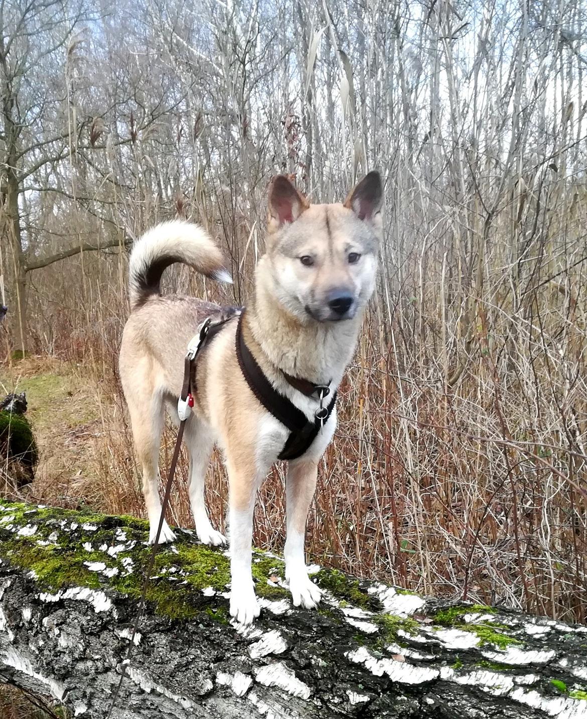 Kishu Hakuzan Ryousou Miyako billede 26