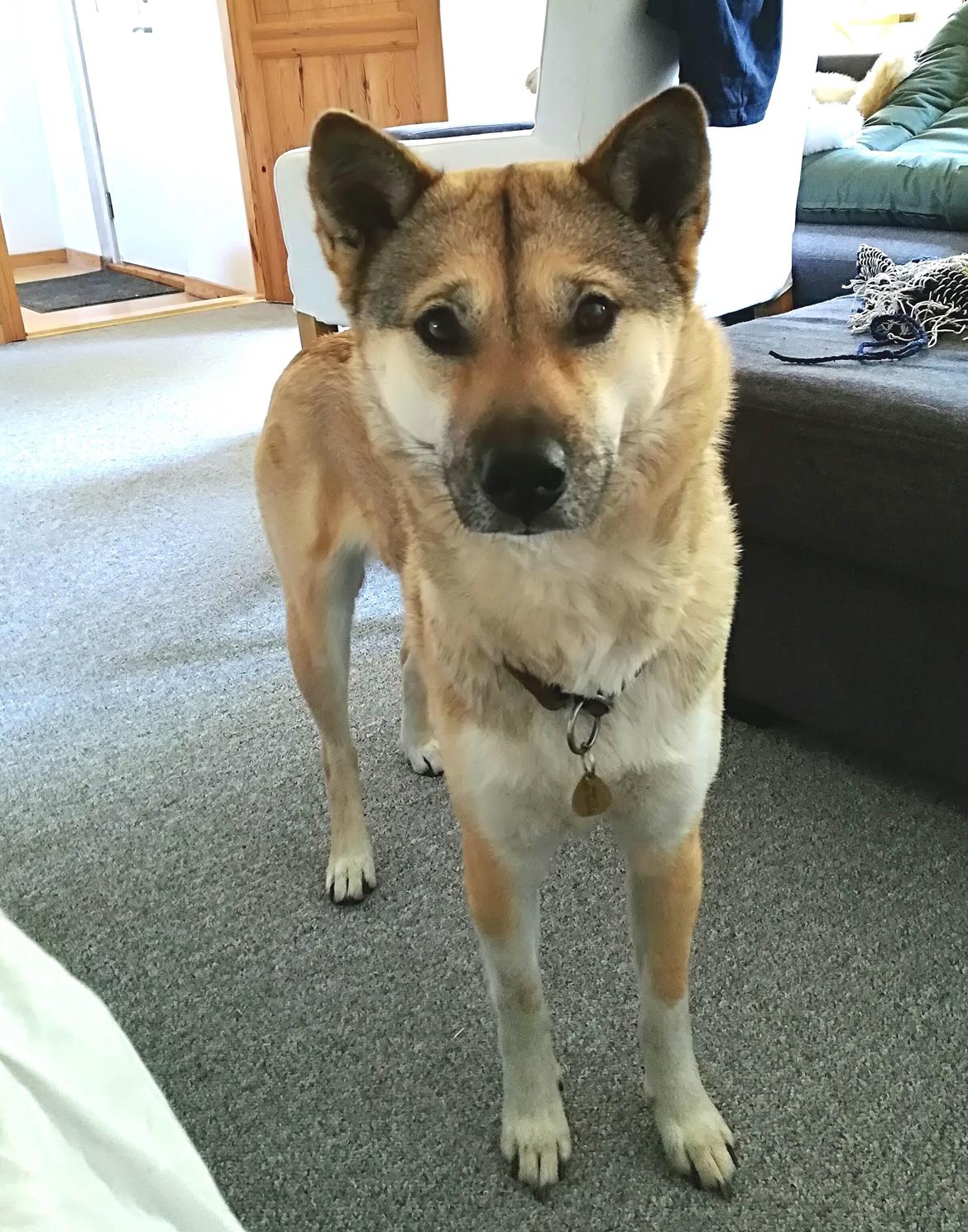 Kishu Hakuzan Ryousou Miyako billede 18