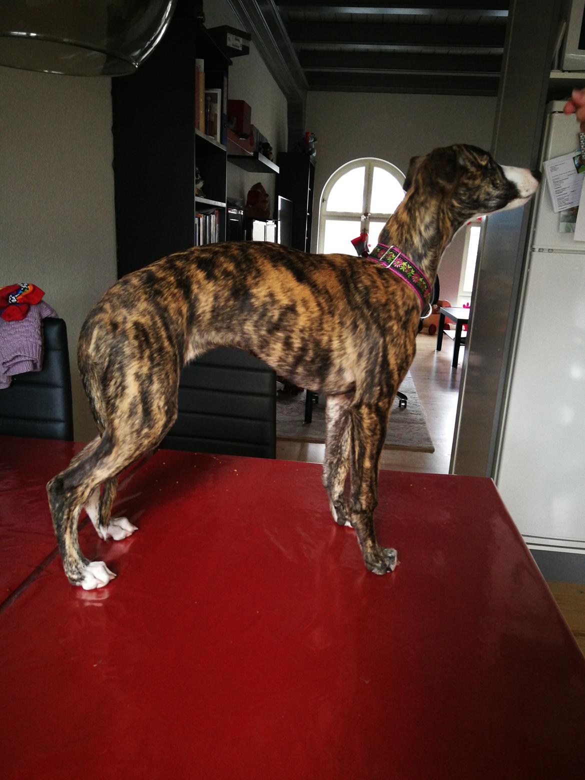 Whippet Galanta Whippets Colombine *Ciah* - 12 uger billede 2