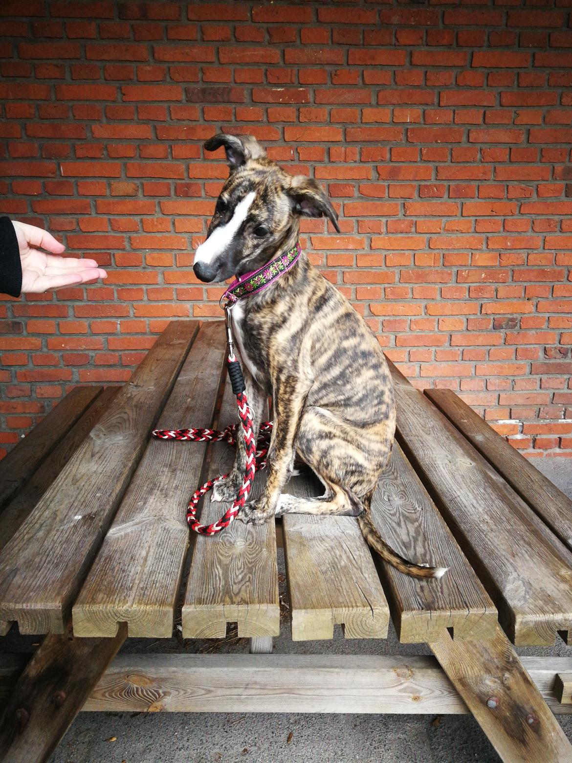 Whippet Galanta Whippets Colombine *Ciah* - 12 uger billede 4