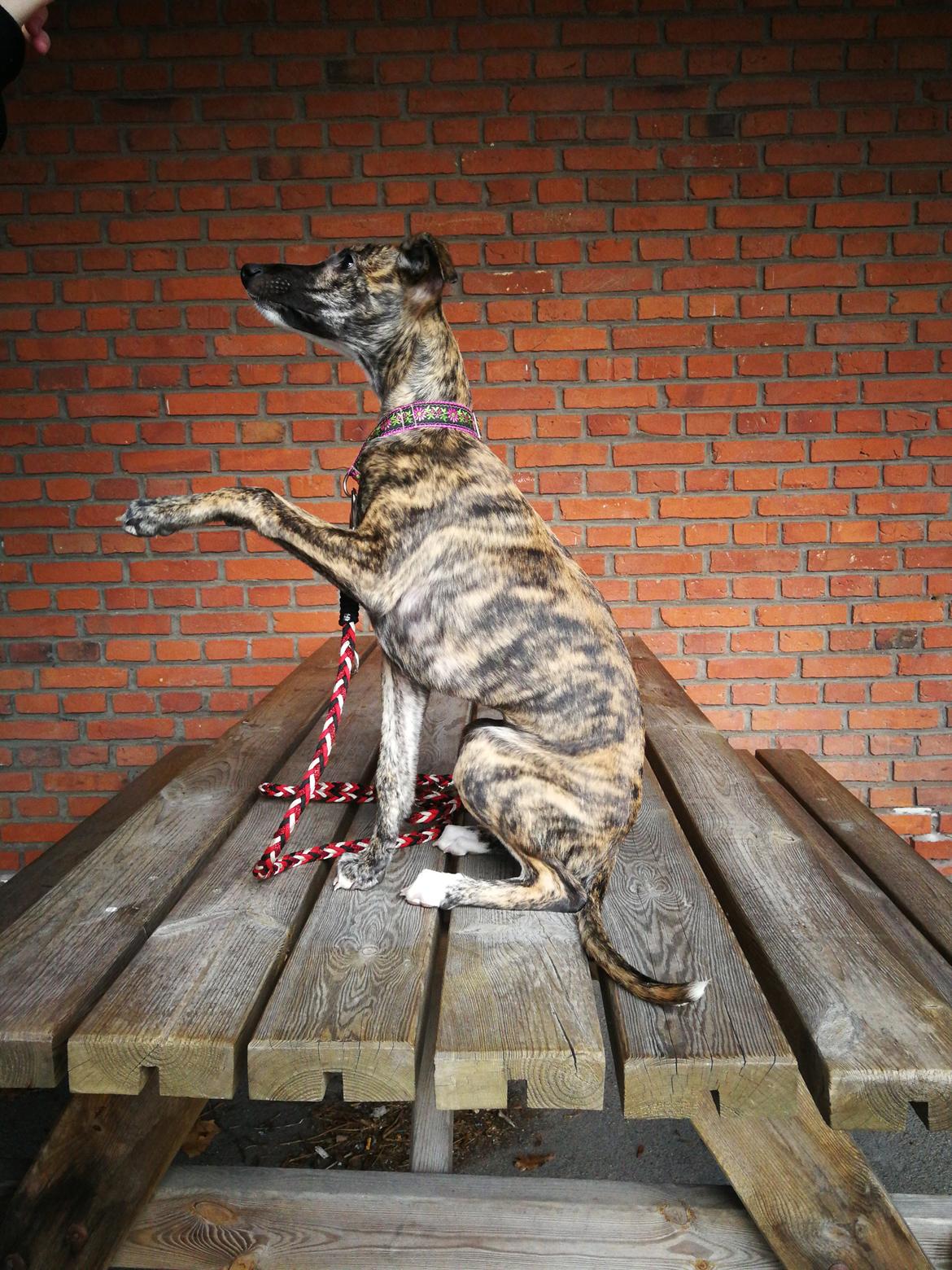 Whippet Galanta Whippets Colombine *Ciah* - 12 uger billede 1